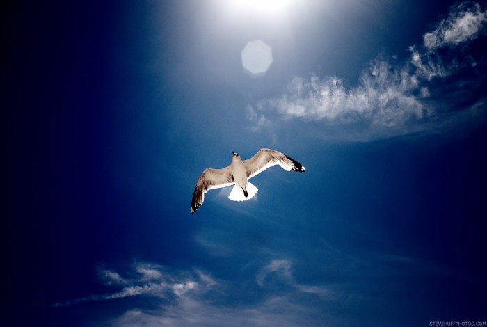 SEAGUL SEAGUL