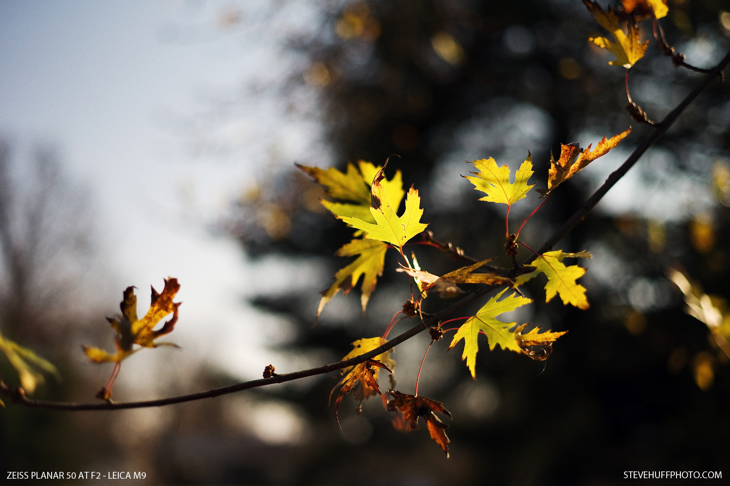 Zeiss ZM  Planar Lens Review   Steve Huff Hi Fi and Photo