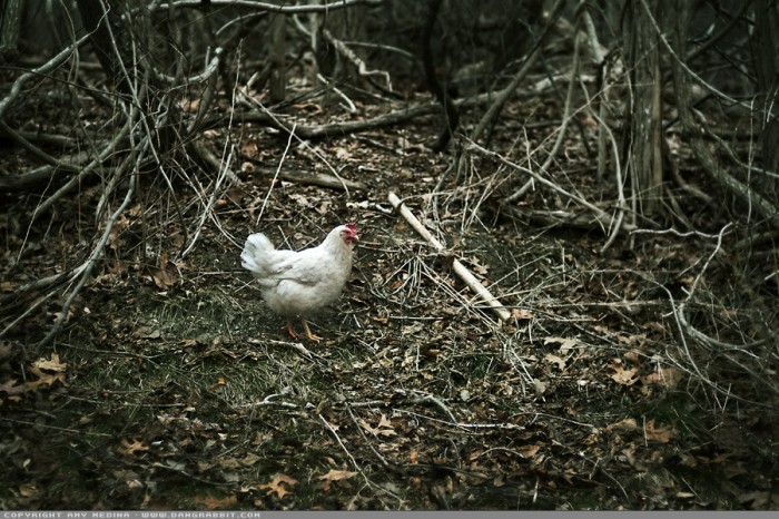 Wild Long Island Chicken