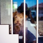 A True Classic - Re-visiting the Leica 50 Summitar Lens