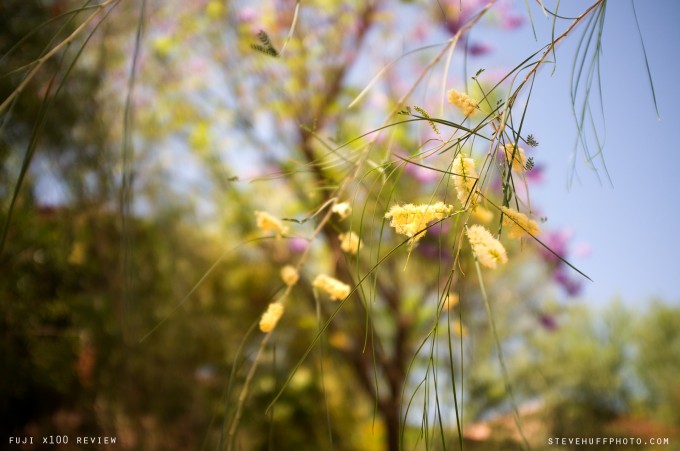 f2bokehflowers