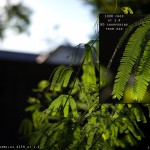 The Power of the Leica 50 Summilux ASPH!