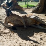 A Day at the Zoo with my Leica M9-P and 50 Summitar f/2