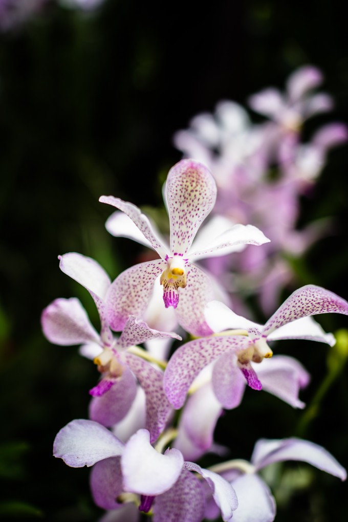 orchid