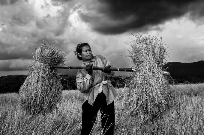 Rice Harvest