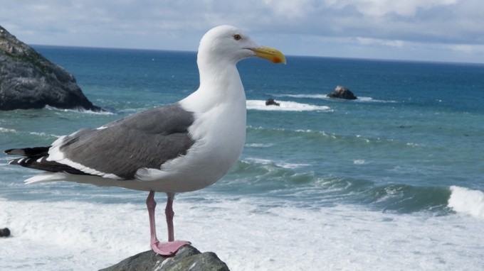 dluxseagull