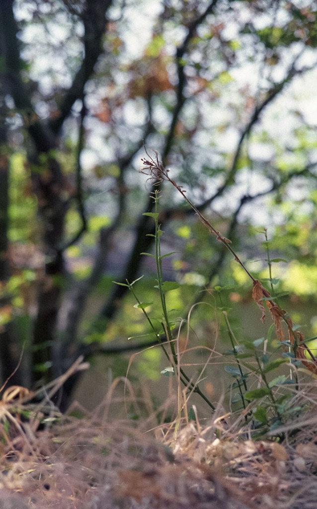 Ultron 35 - Fuji Velvia 50 - 03