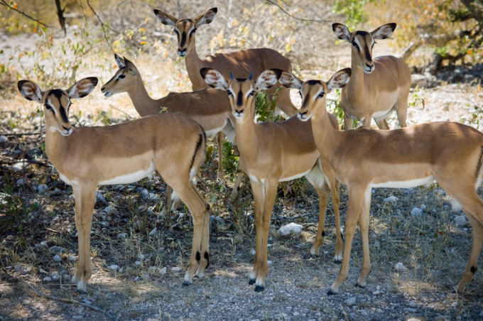 22 Etosha NP M9 Summilux 75