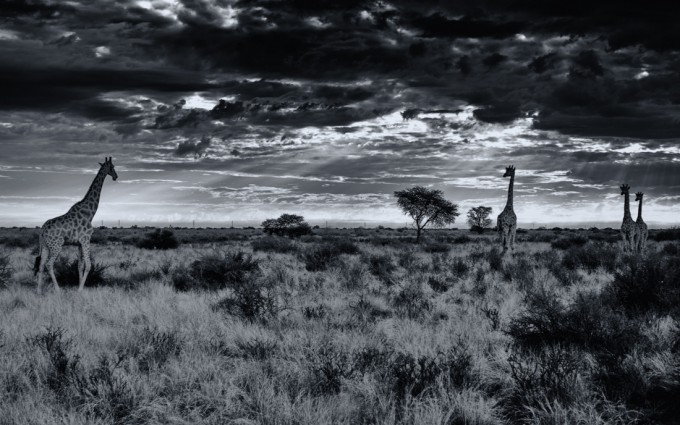 5 Kalahari desert M9 Summilux 50