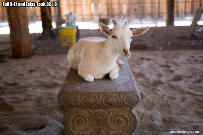 goatfuji