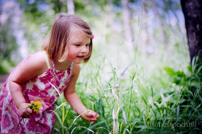 dandelion1