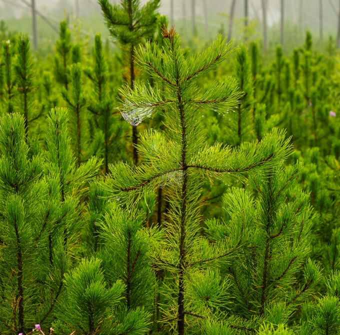 CROP_Glacier_National_Park_Sony_RX1R (1 of 1)