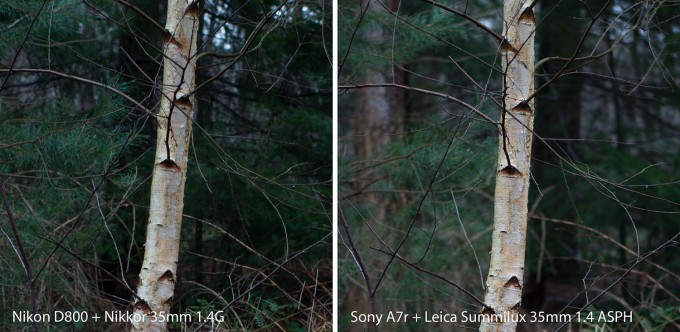 Yellow tree comparison