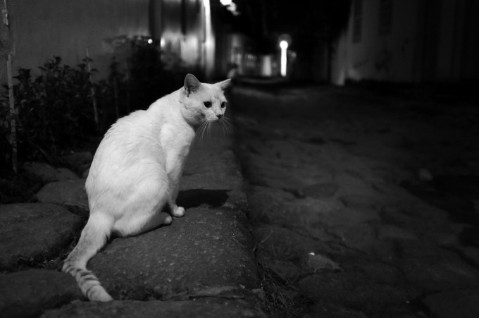 A cat in the dark