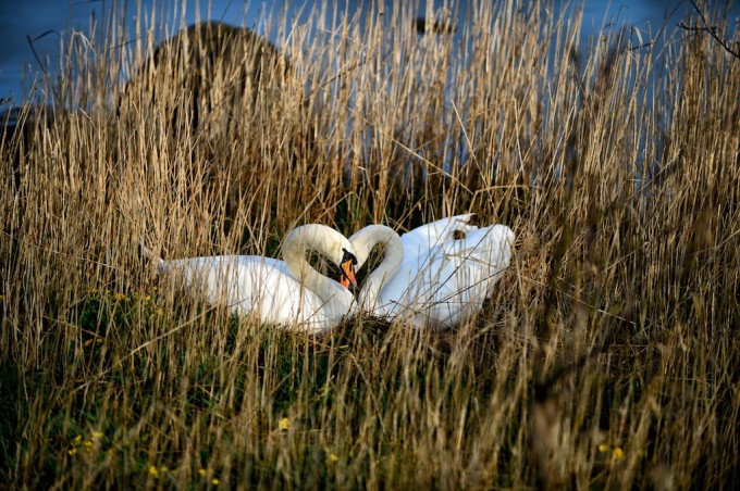 Loving Swans