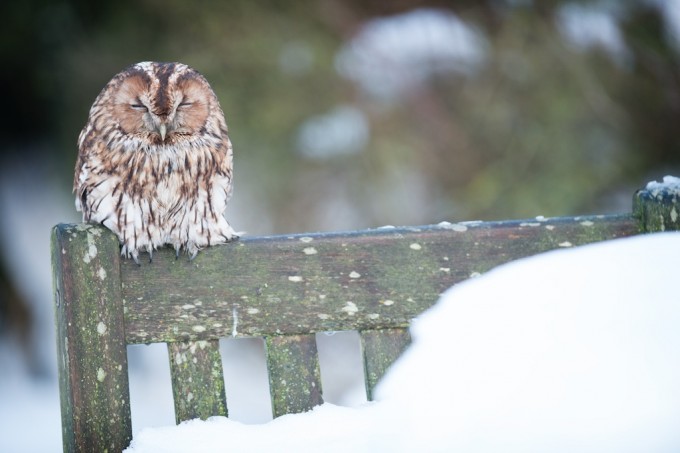 Napping Tawny