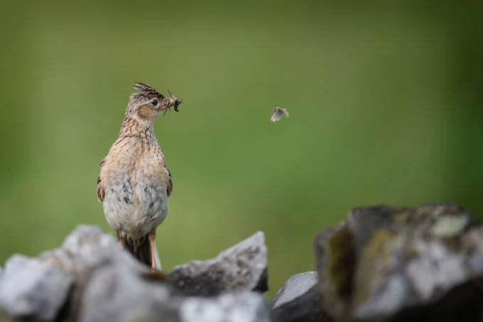 Skylark Supper