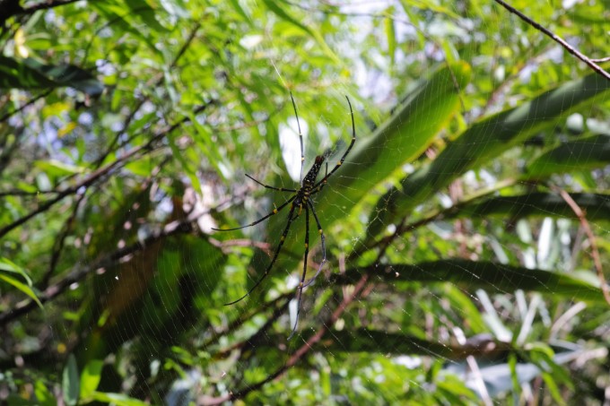 Nephila pilipes