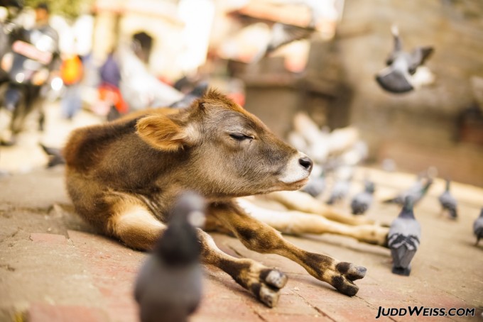 nepal-2015-1010