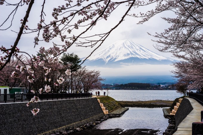Sakura and Mount Fuji