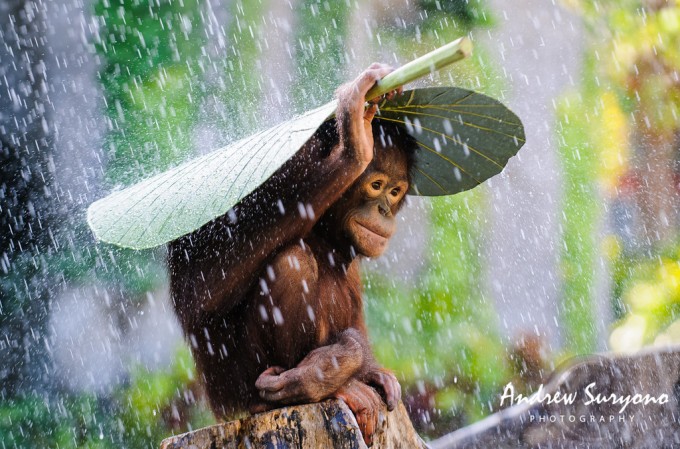 andrew-suryono-orangutan-in-the-rain-1024px
