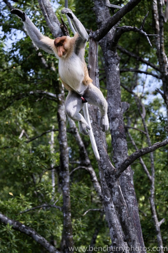 Certain things stand out in this picture.. Male proboscis monkeys have a permanent erection and when they're not eating on have one thing on their mind.