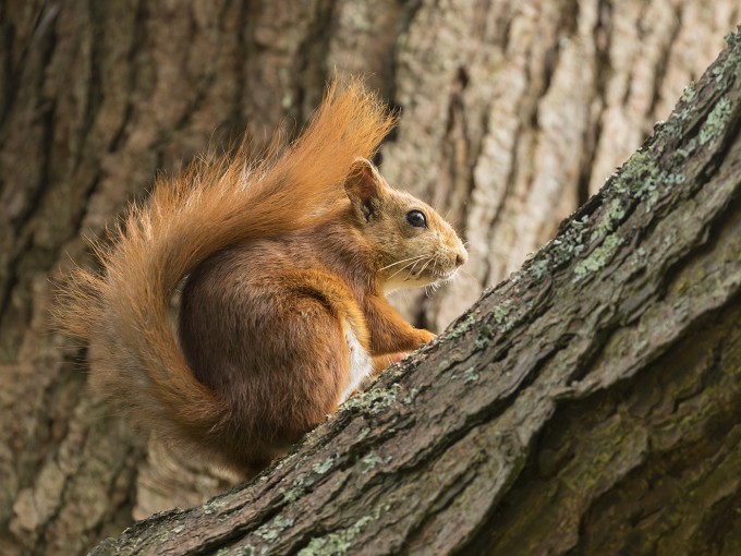 Alert Red Squirrel