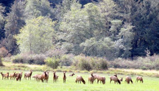 dean creek elk viewing area