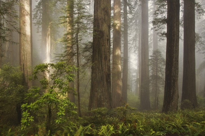 del norte coast redwoods