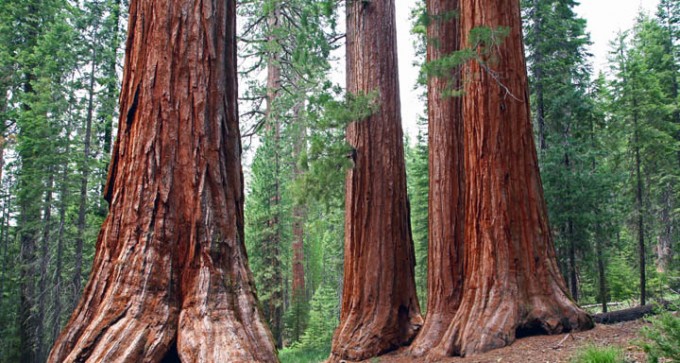 redwood national park