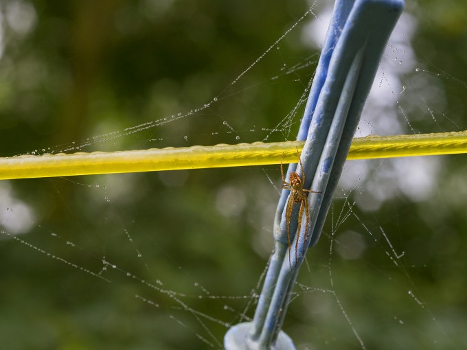 spider on clothes peg