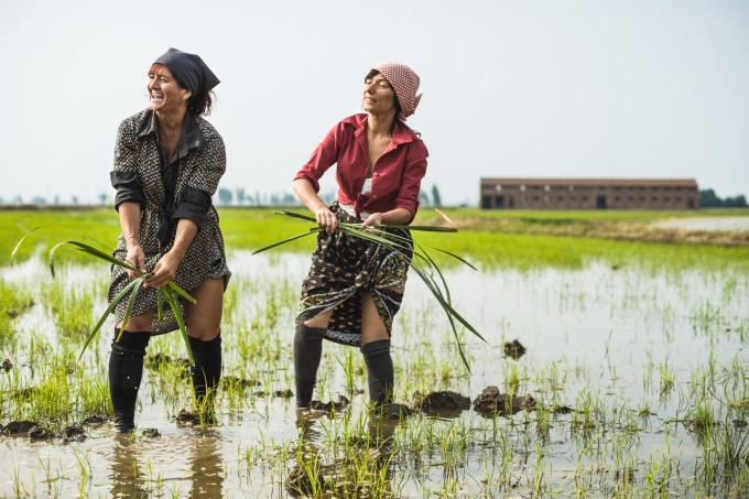 15_Rice_weeders_at_work