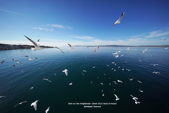 voigt_105_seagulls1