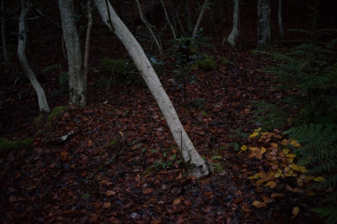 silver birch on Loch Awe - Voigtlander 40mm