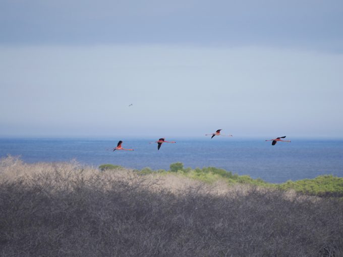 4Flamingos400f6.3