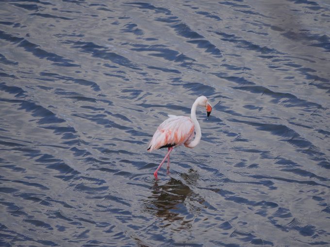 Flamingo400f6.3