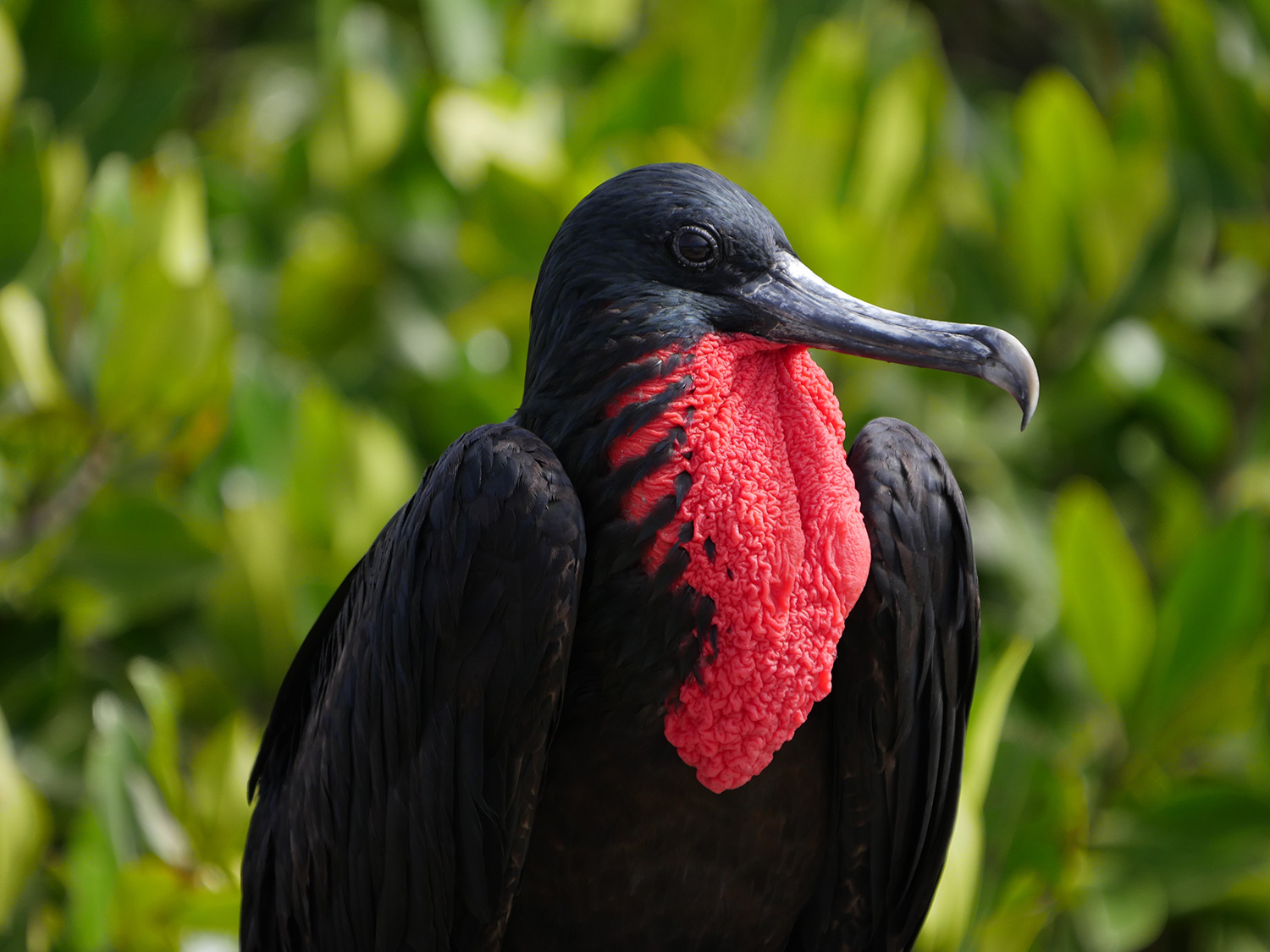 In the Galápagos with the Leica Vario-Elmar 100-400mm and the 