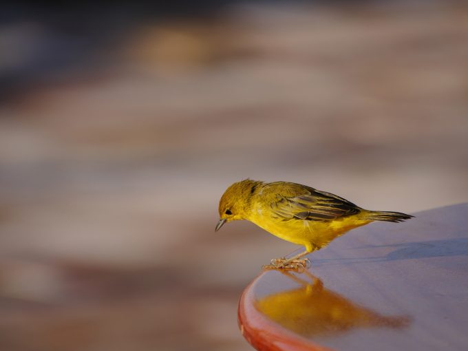 GoldenWarbler400f6.3