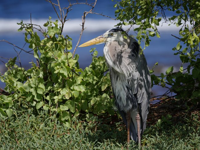 Heron250f5.6