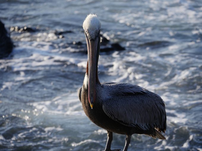 Pelican150f6.3