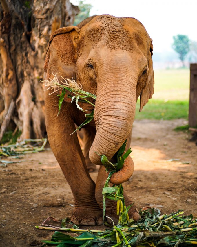 Thailand - Sony A7rII Zeiss 50mm f1.5 Sonnar - 0006