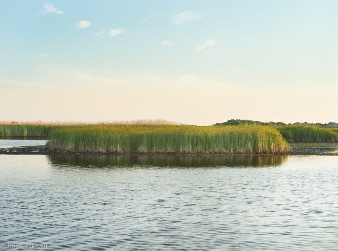 nantucket marsh