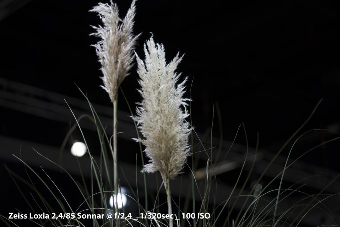 06-grass_loxia-full-picture