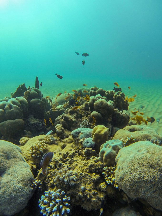 Beautiful little underwater arrangement at Ras El Quseir dive sp