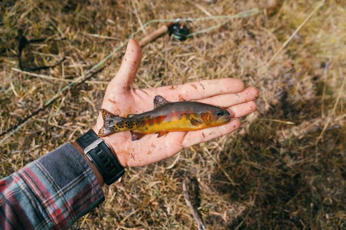 davegoldentrout