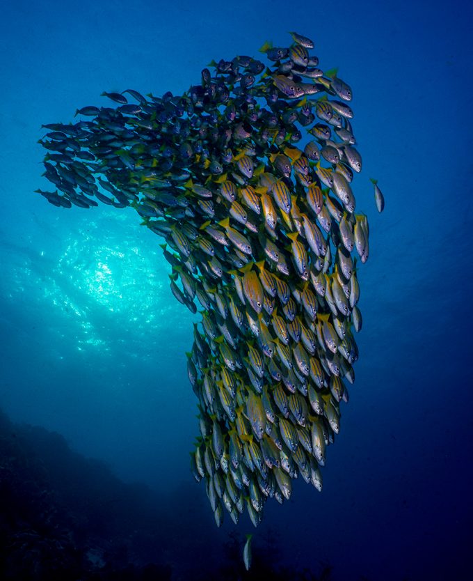 fishcluster