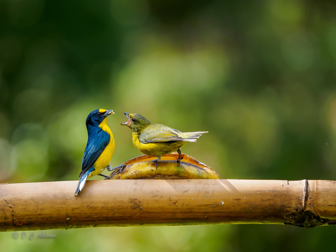 Birds and bananas-1141447