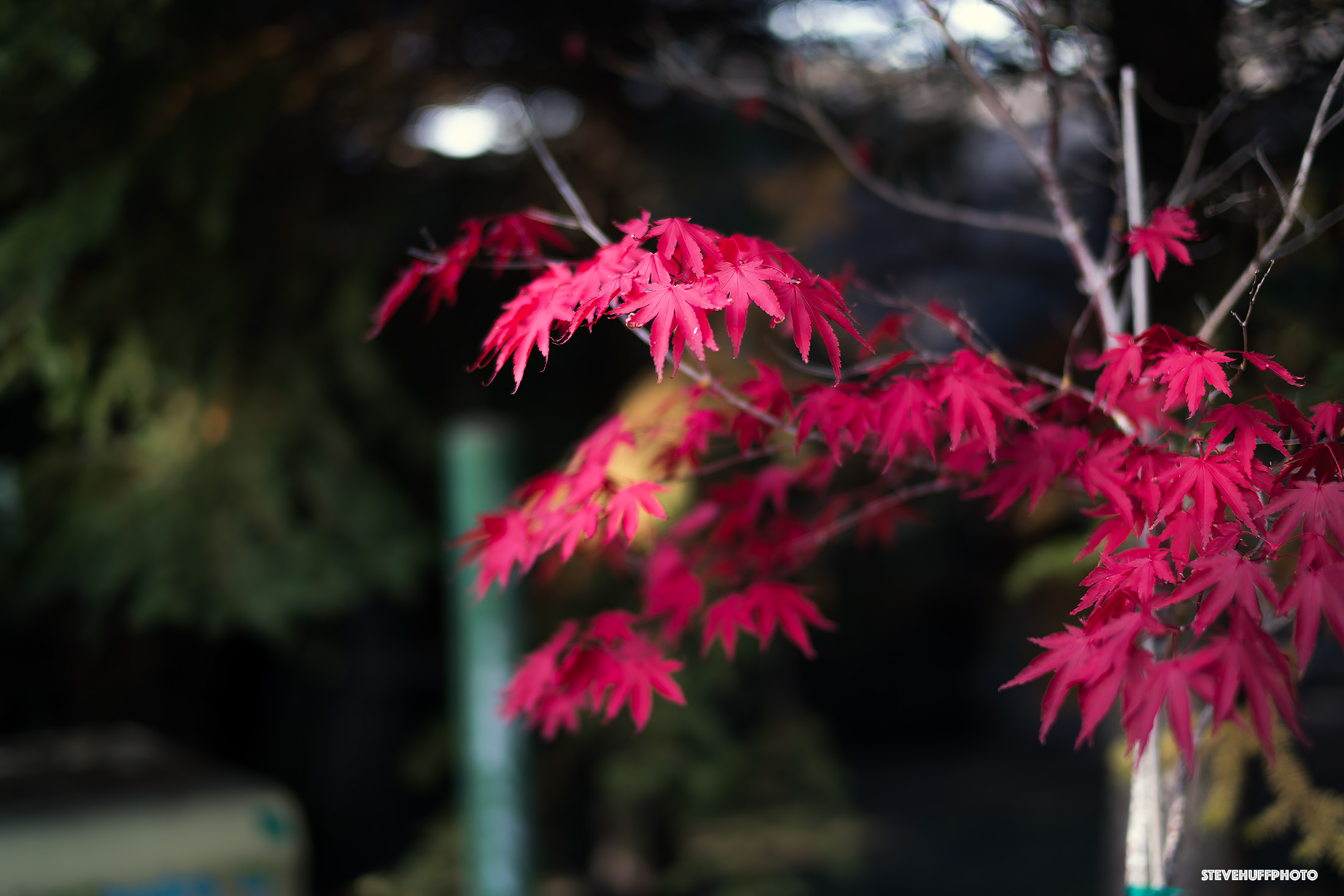 The Voigtlander 40 f/1.2 Nokton Lens Review. A Noctilux for your The Voigtlander 40 f/1.2 Nokton Lens Review. A Noctilux for your