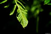 Sony NEX-5 RAW vs JPEG using Aperture 3.03