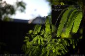 The Power of the Leica 50 Summilux ASPH!